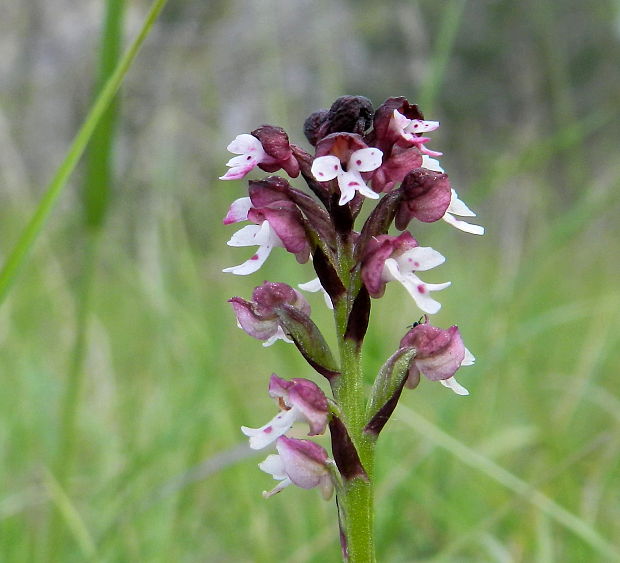 neotinea počerná pravá Neotinea ustulata subsp. ustulata (L.) R. M. Bateman, A. M. Pridgeon et M. W. Chase