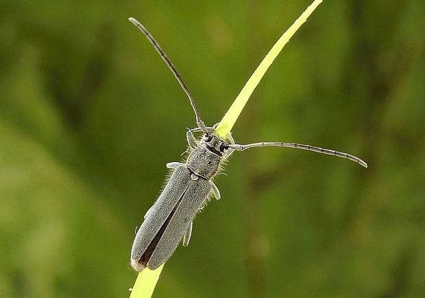 kozlíček kovolesklý Opsilia coerulescens