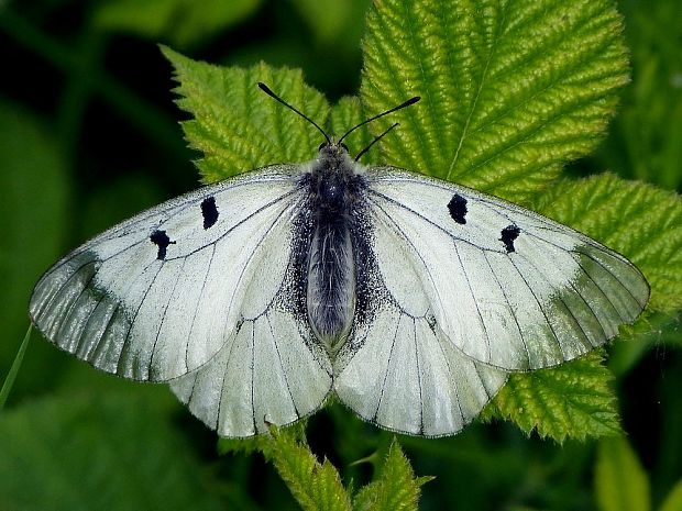 jasoň chochlačkový (sk) / jasoň dymnivkový (cz) Parnassius mnemosyne Linnaeus, 1758