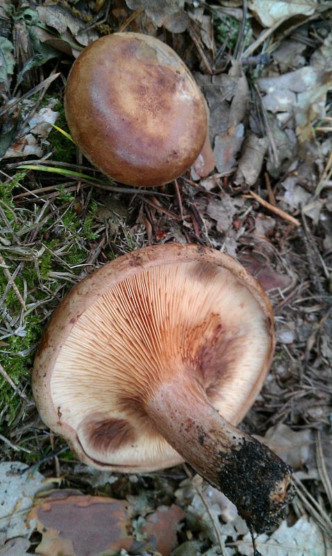 čechračka podvinutá Paxillus involutus (Batsch) Fr.