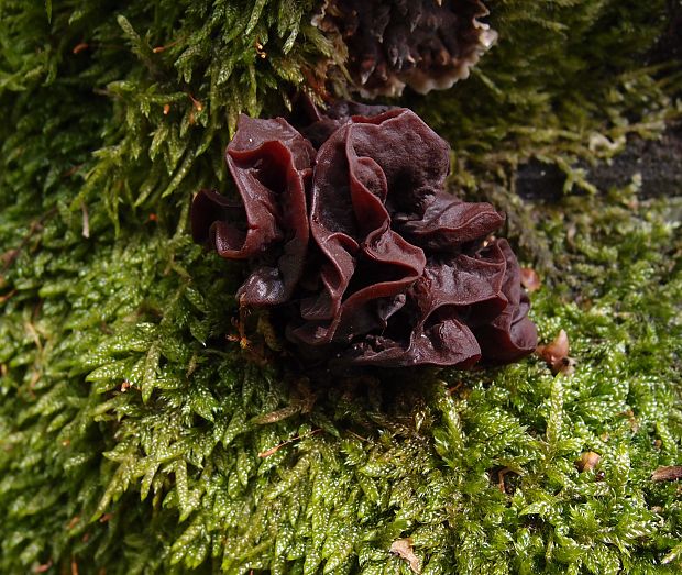 rôsolovka lupeňovitá Phaeotremella foliacea (Pers.) Wedin, J.C. Zamora & Millanes