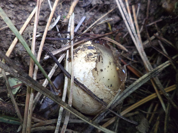 hadovka smradľavá Phallus impudicus L.