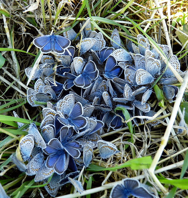 modráčik čiernoobrúbený Plebejus argus Linnaeus,1758