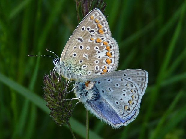 modráčik obyčajný  Polyommatus icarus