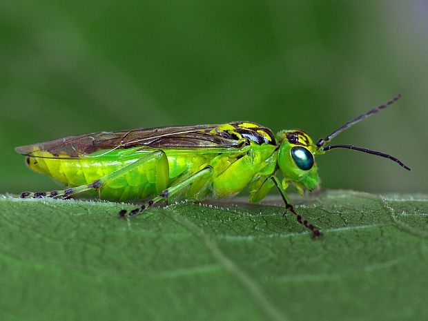 piliarka (sk) / pilatka zelená (cz) Rhogogaster viridis Linnaeus, 1758