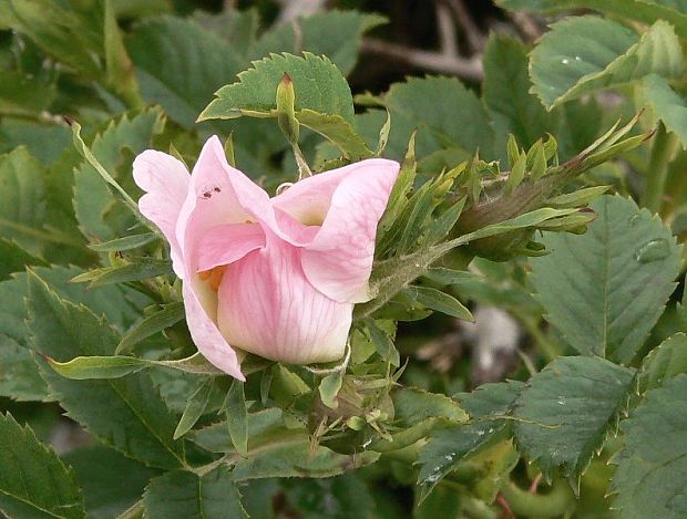 ruža šípová Rosa canina L.