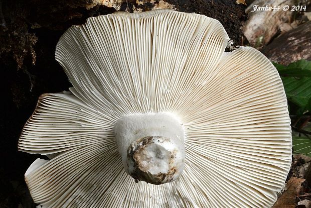 plávka buková Russula heterophylla (Fr.) Fr.