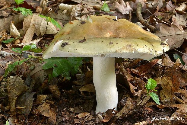 plávka buková Russula heterophylla (Fr.) Fr.