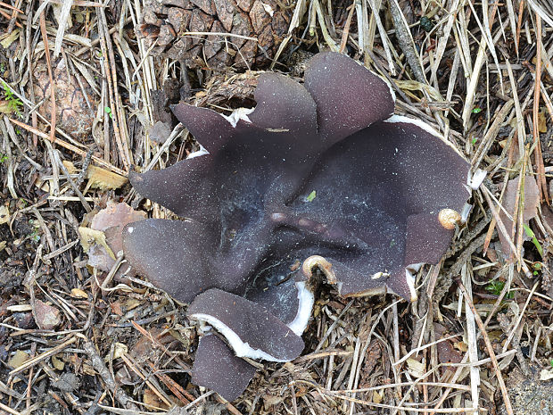 tulipánovka fialová Sarcosphaera coronaria (Jacq.) J. Schröt.