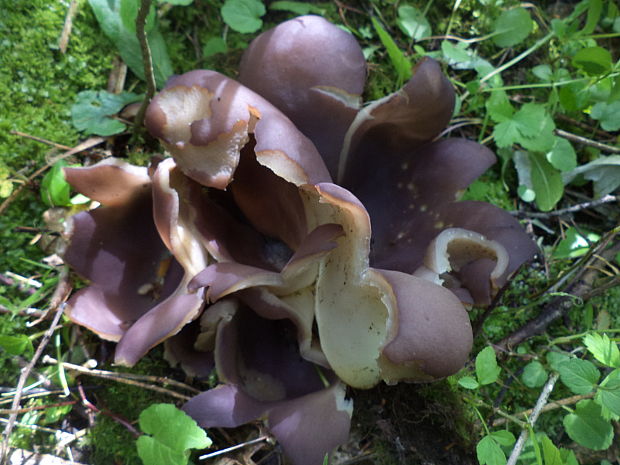 tulipánovka fialová Sarcosphaera coronaria (Jacq.) J. Schröt.