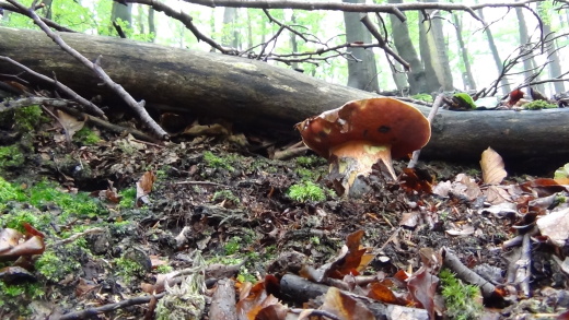 hríb zrnitohlúbikový Sutorius luridiformis (Rostk.) G. Wu & Zhu L. Yang