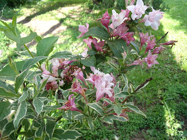 weigela Weigela florida