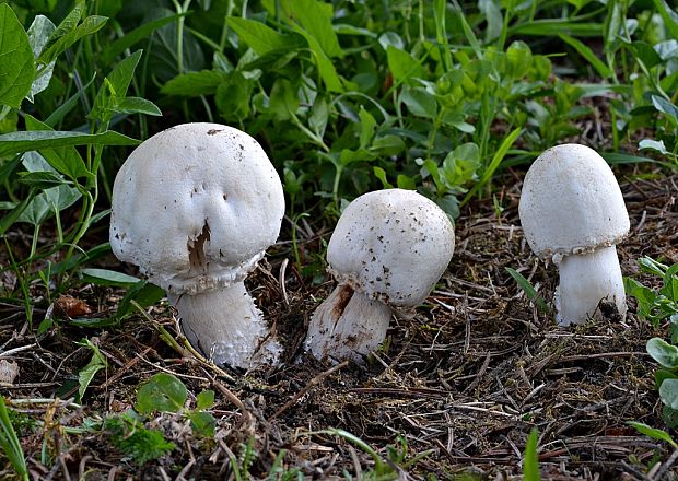 pečiarka snehobiela Agaricus chionodermus Pilát