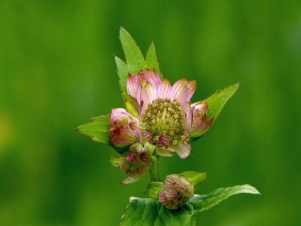 jarmanka väčšia Astrantia major L.