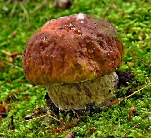 hríb smrekový Boletus edulis Bull.