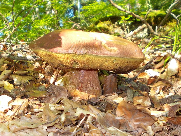 hríb sosnový Boletus pinophilus Pil. et Dermek in Pil.