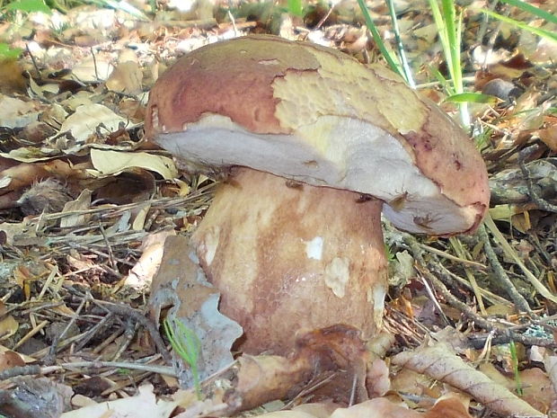 hríb sosnový Boletus pinophilus Pil. et Dermek in Pil.