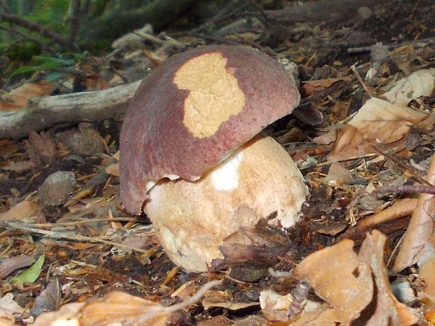 hríb sosnový Boletus pinophilus Pil. et Dermek in Pil.