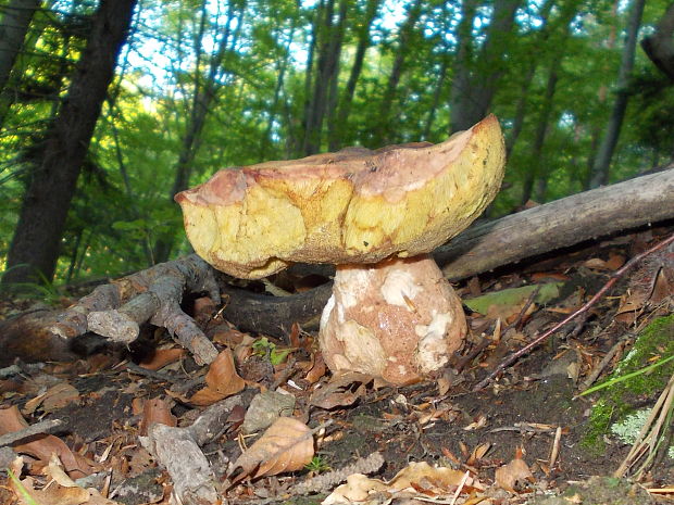 hríb sosnový Boletus pinophilus Pil. et Dermek in Pil.