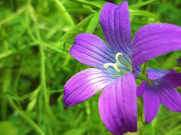 zvonček jedľový Campanula abietina Griseb.