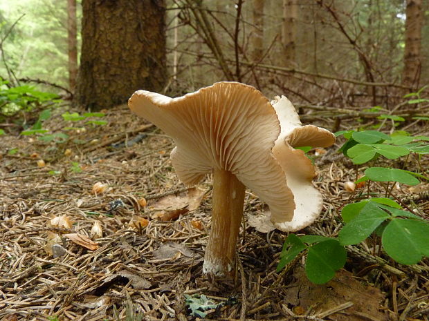 strmuľka voňavá Clitocybe fragrans (With.) P. Kumm.