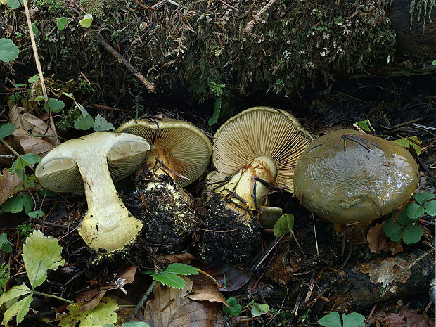 pavučinovec kopytníkový Cortinarius atrovirens Kalchbr.