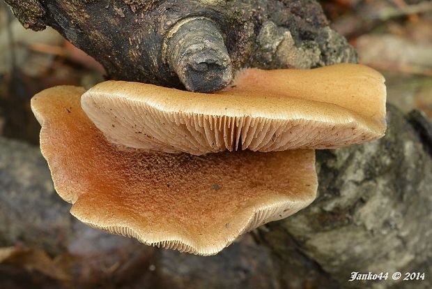 pahliva mäkká Crepidotus mollis (Schaeff.) Staude