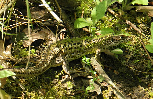 jašterica zelená- samička Lacerta viridis