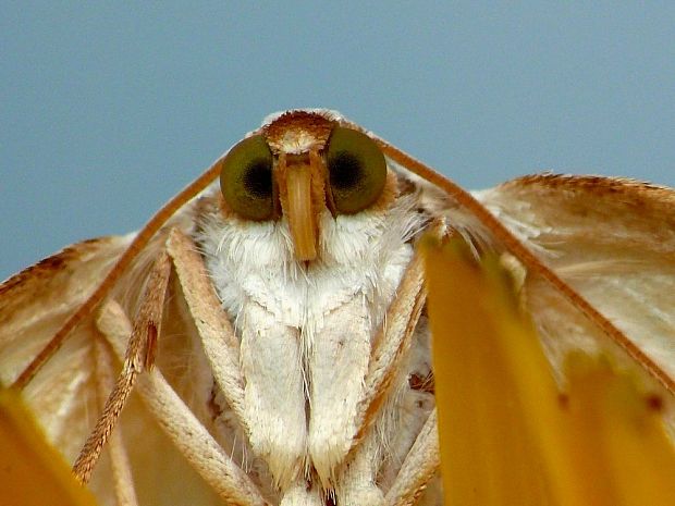 listnatka dvojškvrnná (sk) / tmavoskvrnáč dvouskvrnný (cz) Lomographa bimaculata Fabricius, 1775