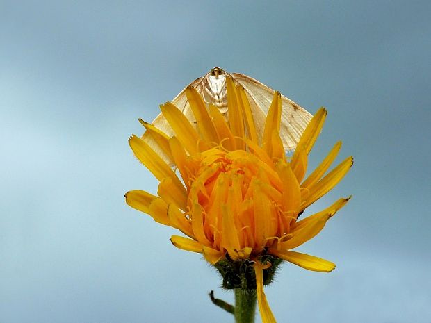 listnatka dvojškvrnná (sk) / tmavoskvrnáč dvouskvrnný (cz) Lomographa bimaculata Fabricius, 1775