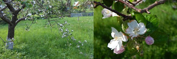 jabloň Malus domesticus