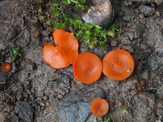 melastíza podvojná Melastiza carbonicola  J. Moravec