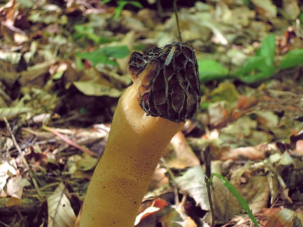 smrčok hybridný Morchella semilibera DC.