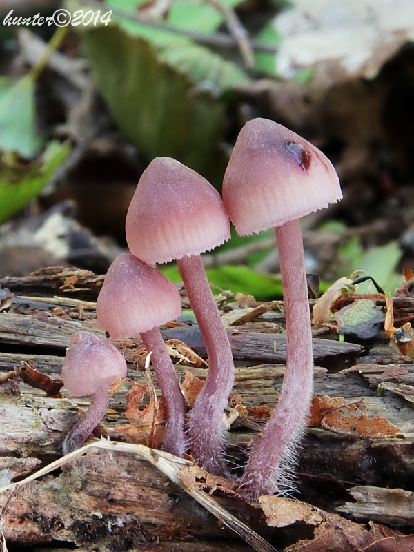 prilbička krvavomliečna Mycena haematopus (Pers.) P. Kumm.