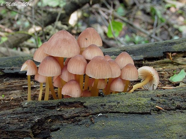 prilbička žltohlúbiková Mycena renati Quél.