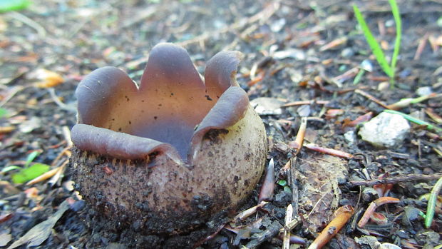 tulipánovka fialová Sarcosphaera coronaria (Jacq.) J. Schröt.