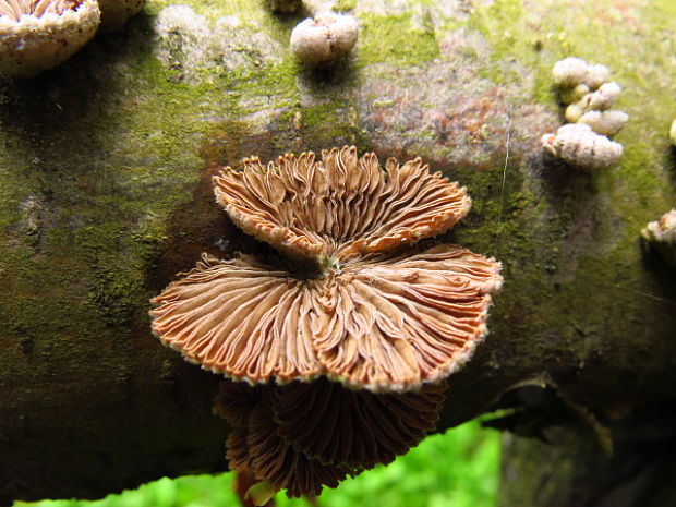 klanolupeňovka obyčajná Schizophyllum commune Fr.