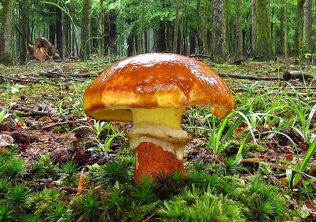 masliak smrekovcový Suillus grevillei (Klotzsch) Singer