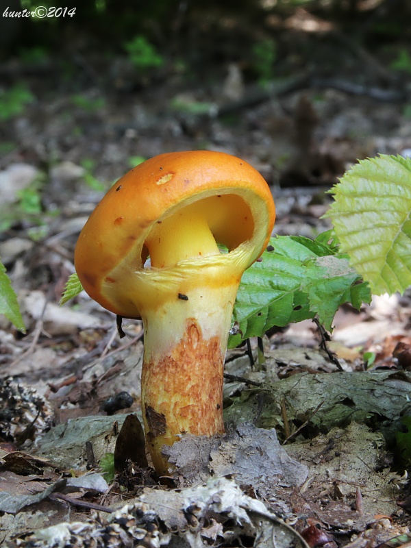 masliak smrekovcový Suillus grevillei (Klotzsch) Singer