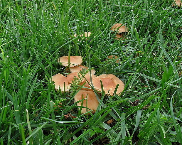 Biotop tanečnice poľnej