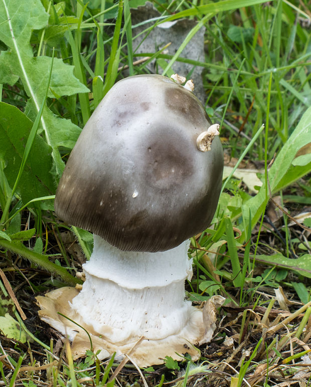 muchotrávka umbrovožltá Amanita battarrae (Boud.) Bon