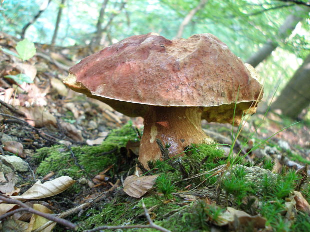 Boletus pinophilus Pil. et Dermek in Pil.