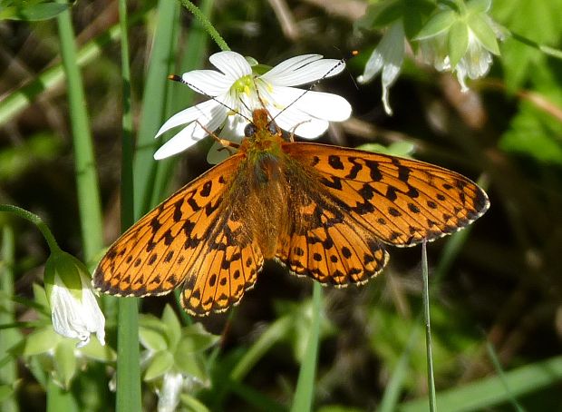 perlovec jahodníkový  Boloria euphrosyne