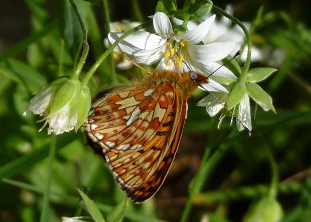 perlovec jahodníkový  Boloria euphrosyne