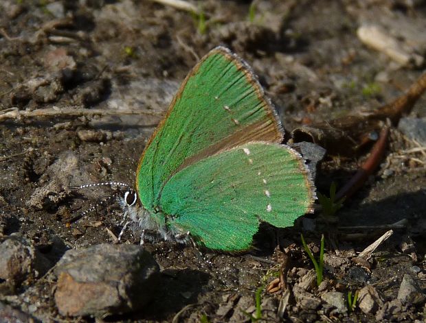 ostrôžkár černicový Callophrys rubi