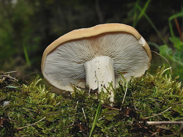 čírovnica májová Calocybe gambosa (Fr.) Donk