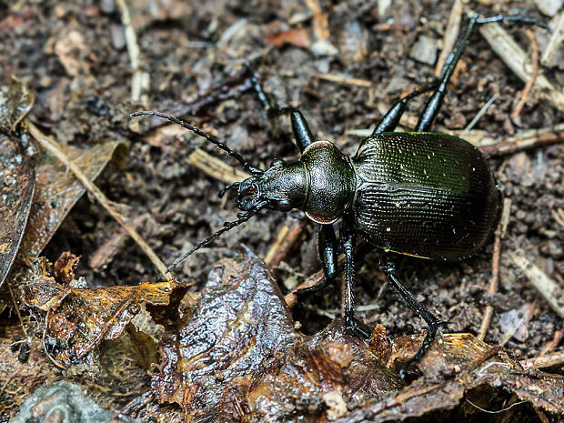 húseničiar hnedý Calosoma inquisitor