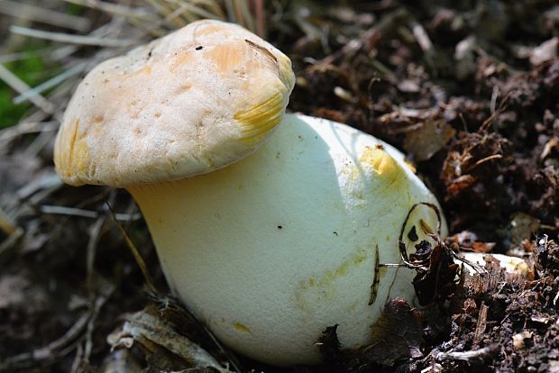 kuriatko jedlé Cantharellus cibarius Fr.