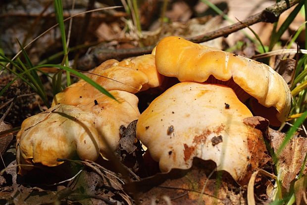 kuriatko jedlé Cantharellus cibarius Fr.