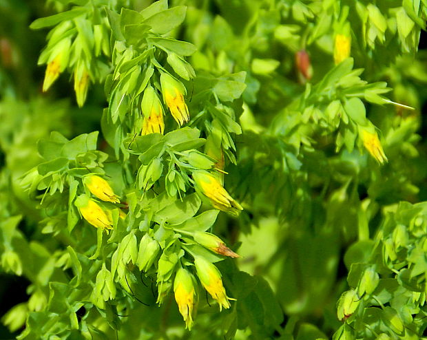 voskovka menšia Cerinthe minor L.